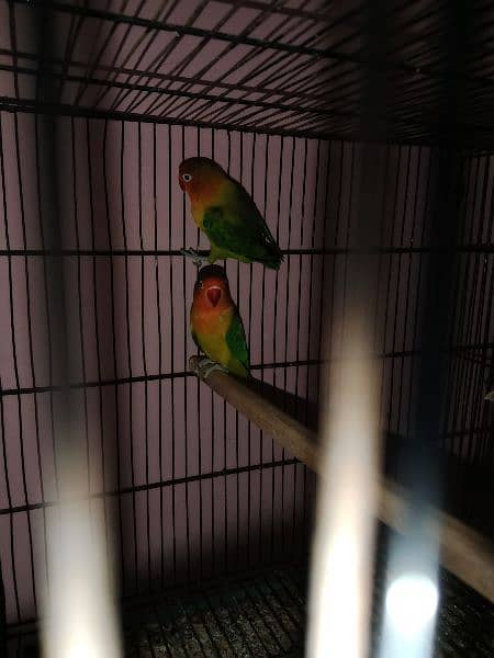 one pair green U wing online breeder pair and one piece blueu wingDNA 6