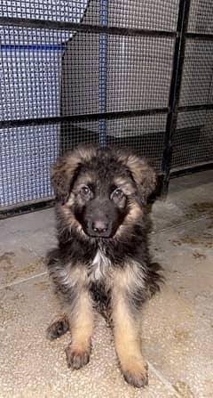 German Shepard Male puppies for sale