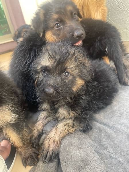 German Shepard Male puppies for sale 4