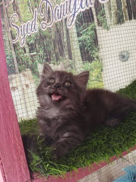 Persian female kitten available for sale 2