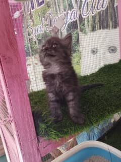 Persian female kitten available for sale 0