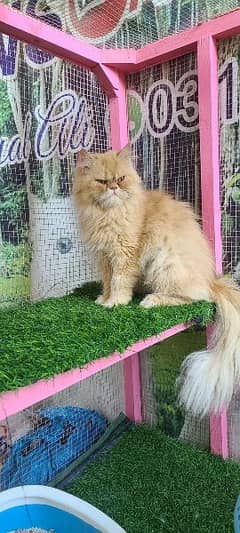 Persian ex punch breeder female cat