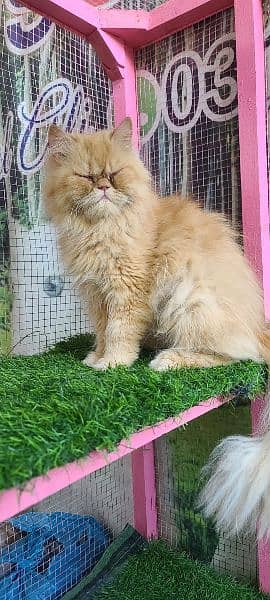 Persian ex punch breeder female cat 1