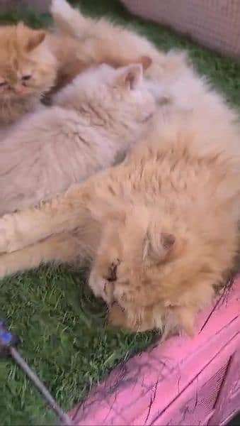 Persian ex punch breeder female cat 2