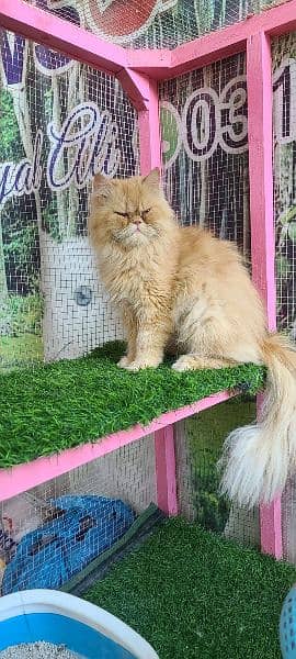 Persian ex punch breeder female cat 3