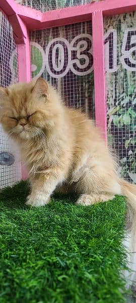 Persian ex punch breeder female cat 4