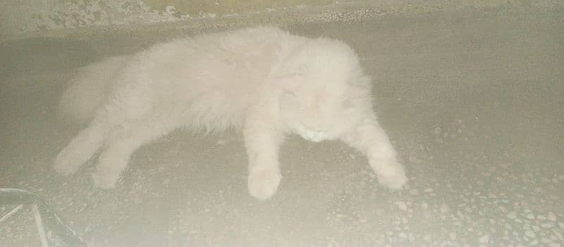 white persian cat . male 8