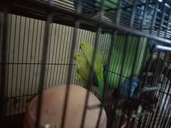 parrot | green parrot pair for sale in lahore 0