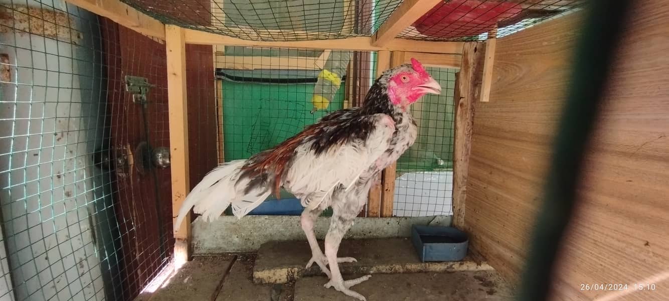 Aseel Java Murga + Broody Hen for Hatching for sell 2