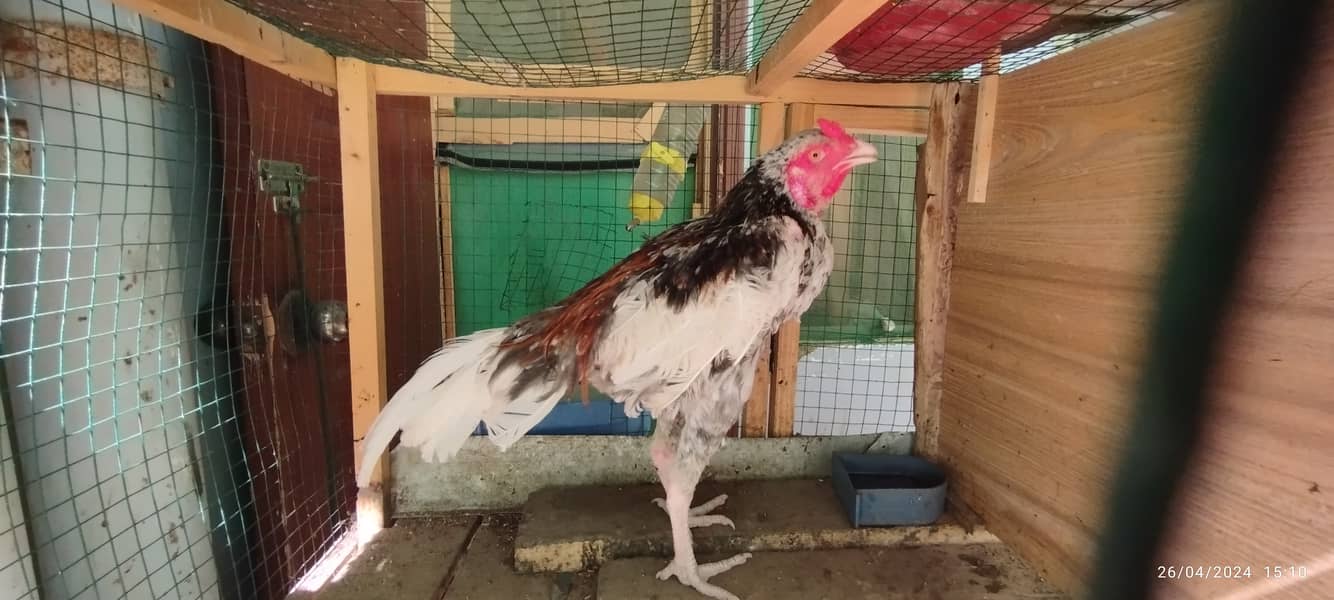 Aseel Java Murga + Broody Hen for Hatching for sell 3