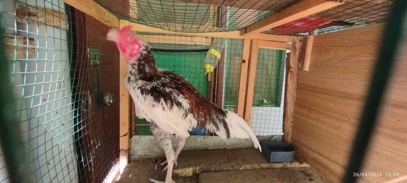 Aseel Java Murga + Broody Hen for Hatching for sell 4