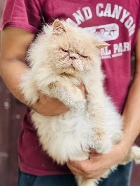 near to peke Persian male adult cat for sale 2