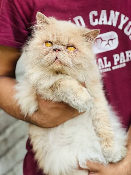 near to peke Persian male adult cat for sale 3