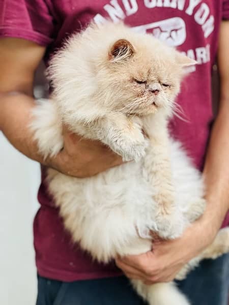 near to peke Persian male adult cat for sale 4
