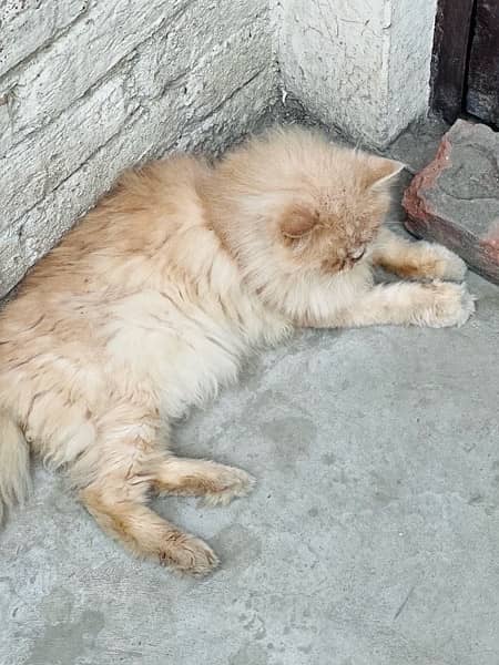 near to peke Persian male adult cat for sale 5
