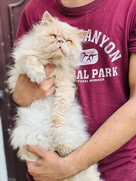 near to peke Persian male adult cat for sale 6