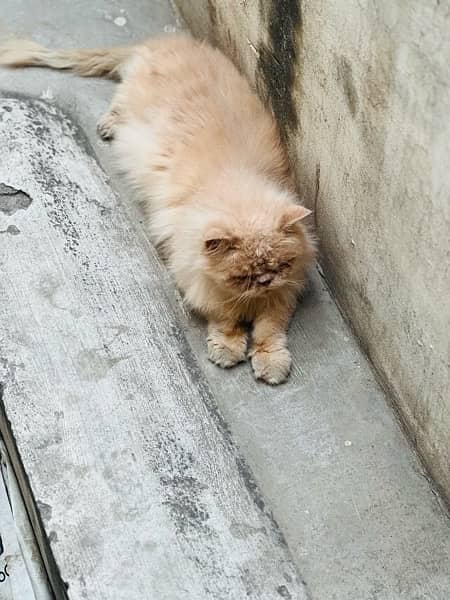 near to peke Persian male adult cat for sale 7