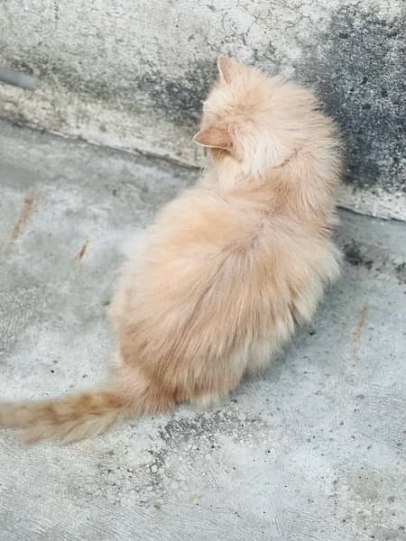 near to peke Persian male adult cat for sale 8