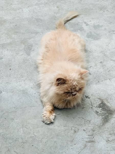 near to peke Persian male adult cat for sale 9