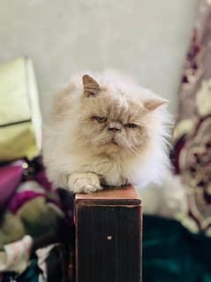 near to peke Persian male adult cat for sale