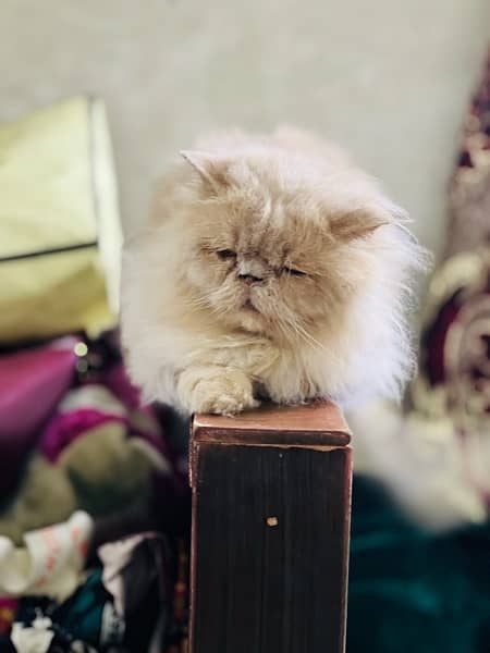 near to peke Persian male adult cat for sale 1