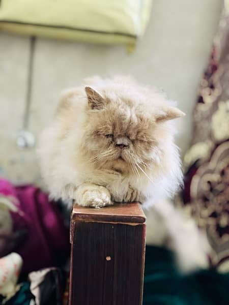 near to peke Persian male adult cat for sale 10