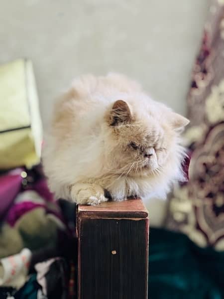 near to peke Persian male adult cat for sale 11