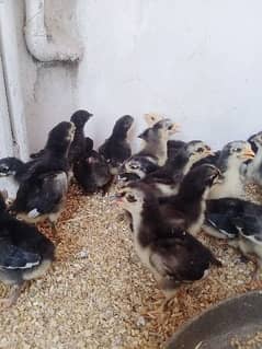 active and healthy chicks only 45 piece available
