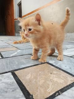 Persian Baby Cat 1 Month old pair for sale long hair fluffy beautiful
