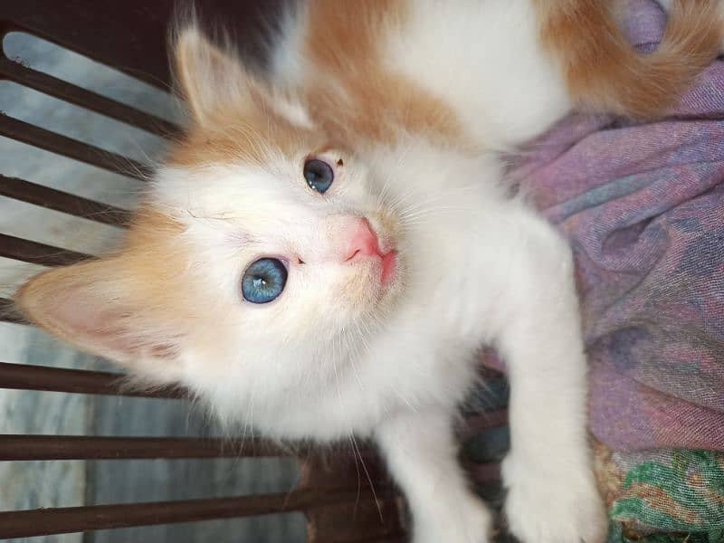 Persian Baby Cat 1 Month old pair for sale long hair fluffy beautiful 3