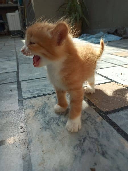 Persian Baby Cat 1 Month old pair for sale long hair fluffy beautiful 4