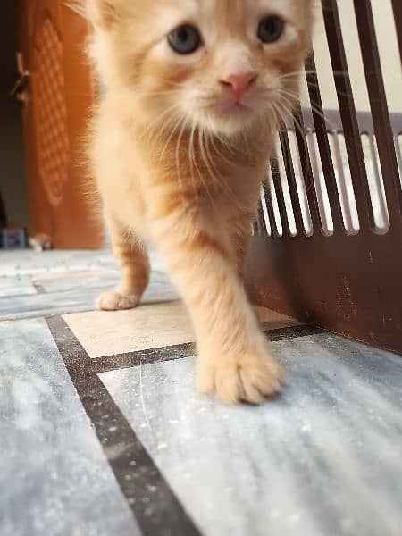 Persian Baby Cat 1 Month old pair for sale long hair fluffy beautiful 6