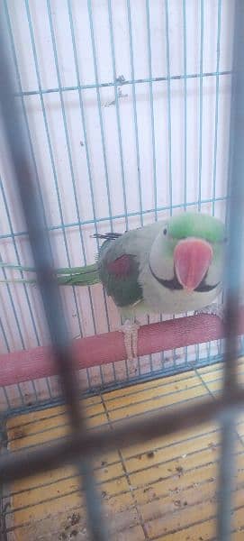 Raw Parrot | Green Parrot | Kashmiri Parrot | Pahari Parrot For Sale 0