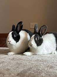 Rabit | Rabbit | bunny | khargosh | Rabits for sale 1