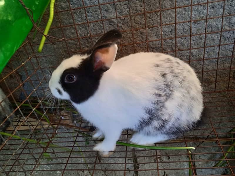 Rabit | Rabbit | bunny | khargosh | Rabits for sale 3