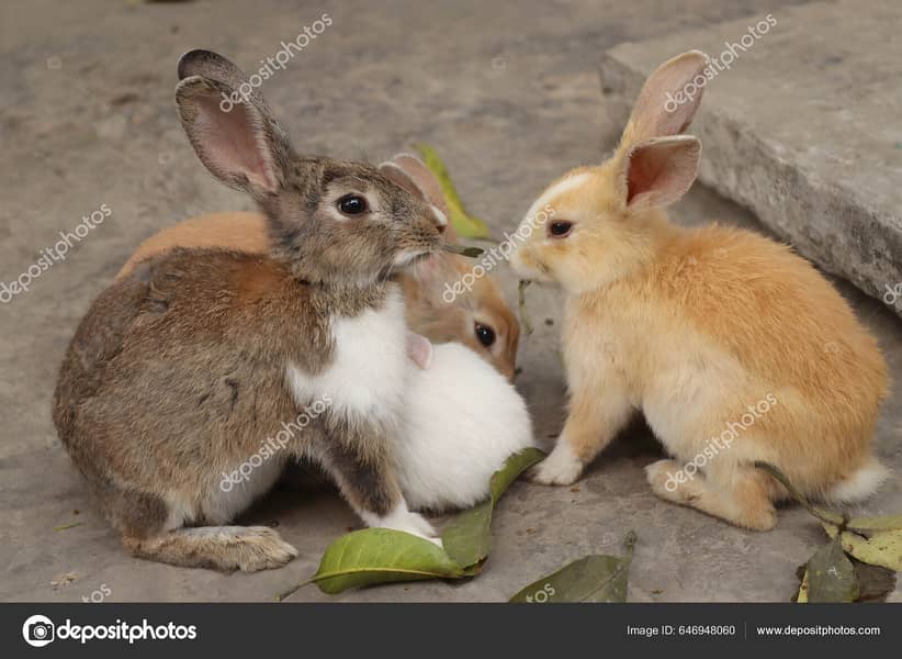 Rabit | Rabbit | bunny | khargosh | Rabits for sale 6