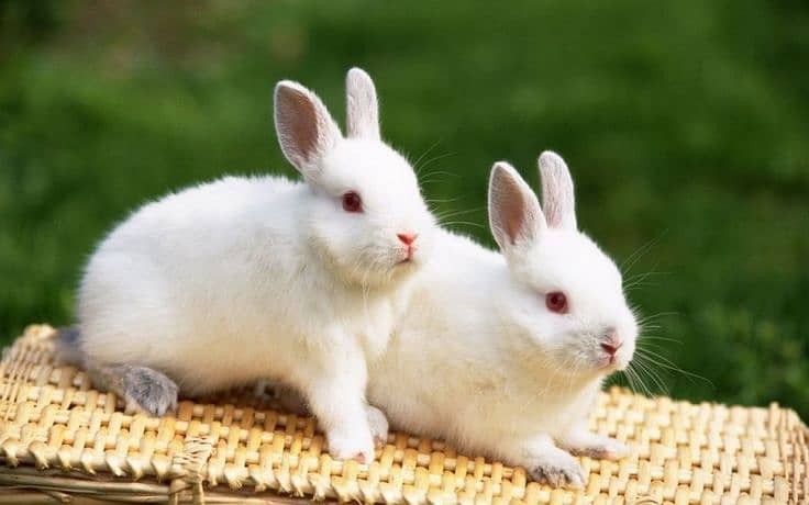 Rabit | Rabbit | bunny | khargosh | Rabits for sale 8