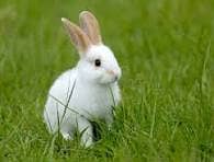 Rabit | Rabbit | bunny | khargosh | Rabits for sale 12