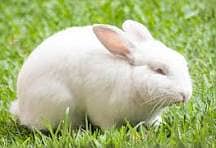 Rabit | Rabbit | bunny | khargosh | Rabits for sale 14