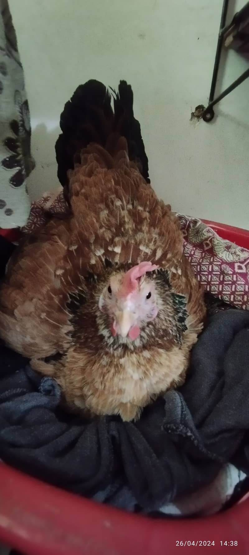 Aseel Java Murga + Broody Hen for Hatching for sell 6