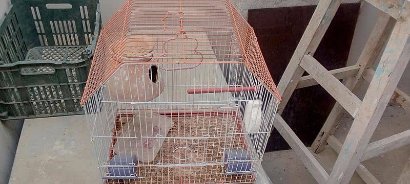 3 small and 2 large cages almost new urgent sale krna h 8