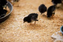 Australorp Chicks Home Breeder -vaccinated