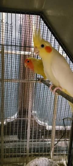 parrots cockatiel , love birds, fisher , Latino with cage 0