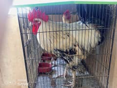 15,000  (Two Hens for Sale and 3 desi murghi)