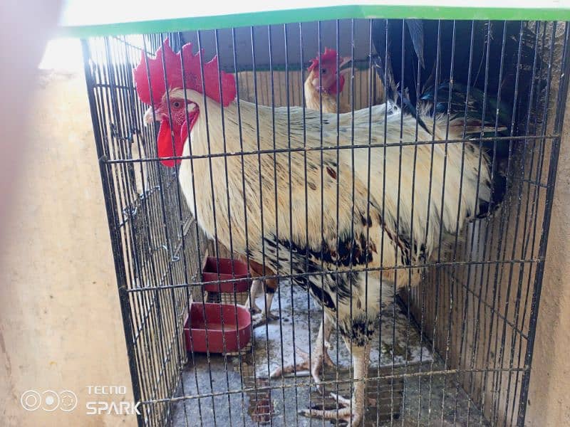 24,000   (Two Hens for Sale and 3 desi murghi) 0