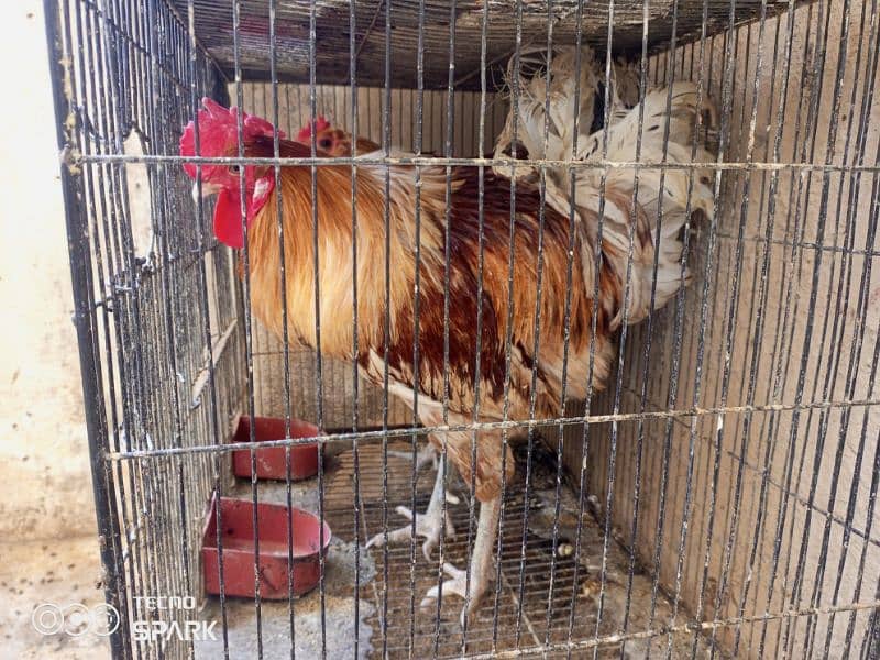 24,000   (Two Hens for Sale and 3 desi murghi) 1
