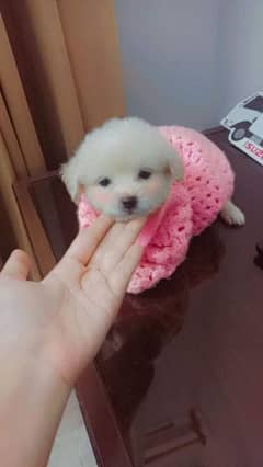 Maltese X poodle puppies for sale