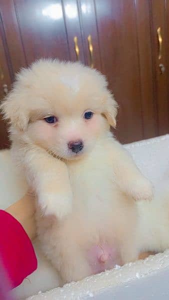 *Tittle*
poodle/poodle dog/ poodle male/ puppies/ dog for sale 3
