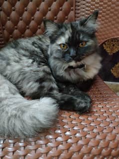 Persian cat double coat.