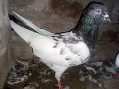 Pigeons for Sale